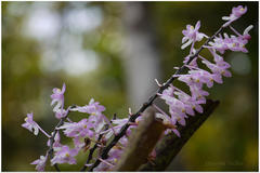 Aerides ringens